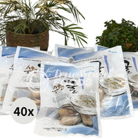 Frozen Oyster In PL.Bag, KR 40x226.8g